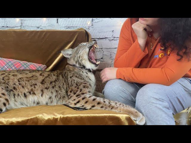 Рысь на приёме у психотерапевта