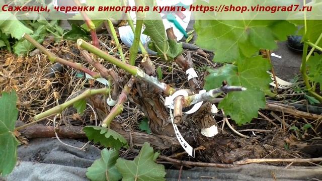Прививка винограда, врасщеп, окулировка на почку подвоя, зеленым в зеленое и черным в зеленое.Работ смотреть онлайн