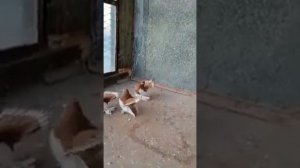 Статные Голуби Сергея Самылкина г. Петропавловск