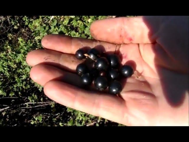 И о чем же Циркулярная Грамота? смотреть онлайн