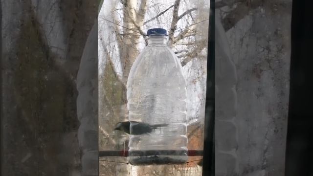 Кормушка для птиц. смотреть онлайн