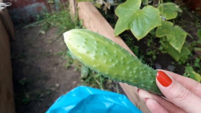 Дачные дела, удобрения под перекопку осенью, огурцы осенью... смотреть онлайн