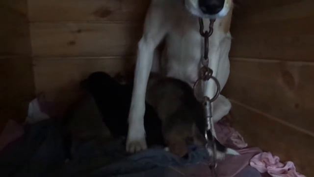 Приют Кушугума "Добрые ручки" смотреть онлайн