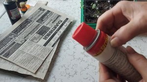 Вытянулась рассада капусты Вынеси в прохладное место   #Брокколи #рассада_капусты #капуста