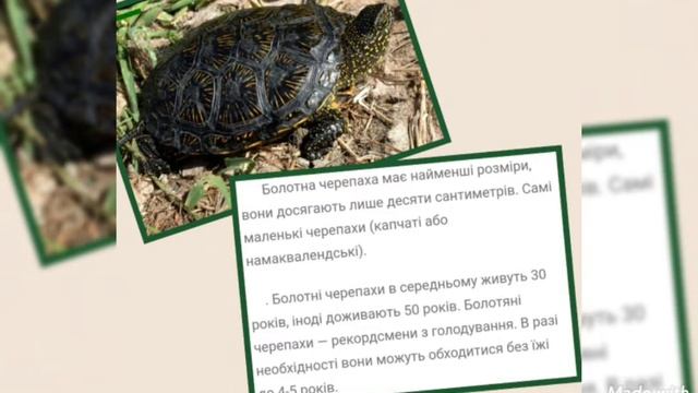 Заняття до Всесвітнього дня черепахи. смотреть онлайн