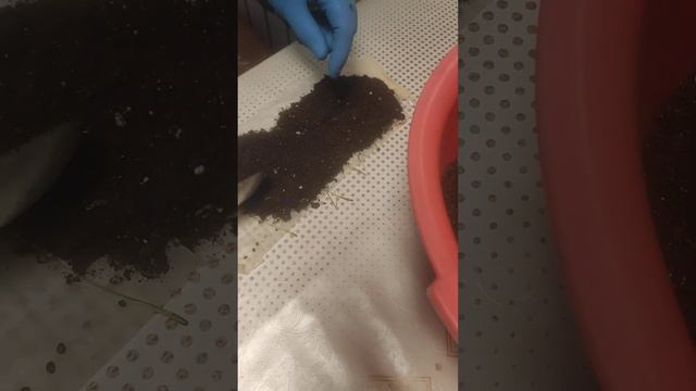 Сажаем лук Эксибишн. Часть 2 смотреть онлайн