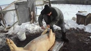 УБОЙ И РАЗДЕЛКА СВИНЬИ// ПОПОЛНЯЕМ  ЗАПАСЫ МЯСА