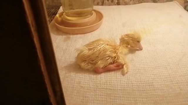 А вот и первый гусенок? смотреть онлайн