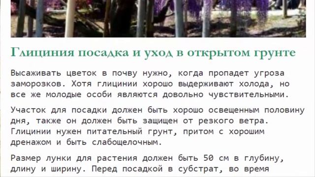 Глициния: уход и выращивание, удобрения, обрезка и размножение. смотреть онлайн