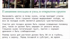 Глициния: уход и выращивание, удобрения, обрезка и размножение.