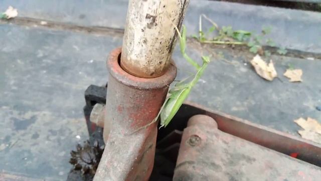 Богомол с татуировкой дракона) смотреть онлайн