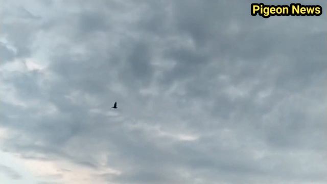 РЕДКИИ ГОЛУБЬ - УДИВИТ смотреть онлайн