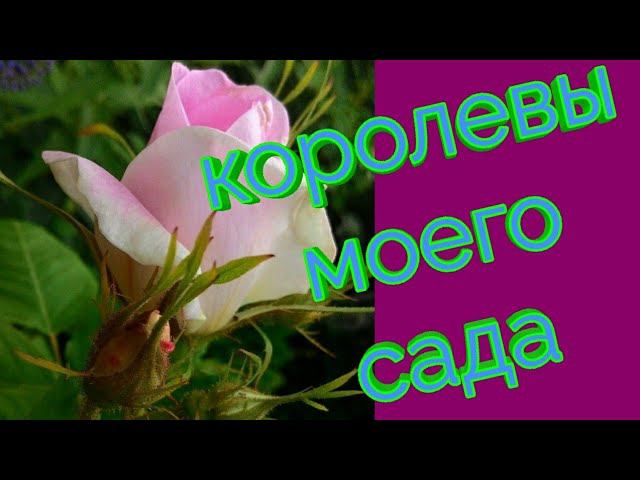 Королевы моего сада смотреть онлайн