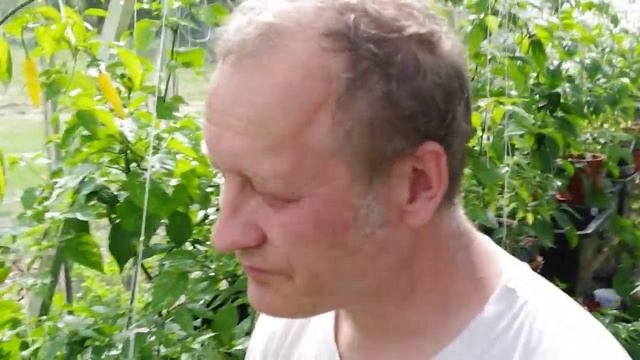 Bluesman Eating A Trinidad Scorpion Moruga Blend.