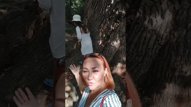 Дуб Великан, с. Агой, Туапсинский район смотреть онлайн