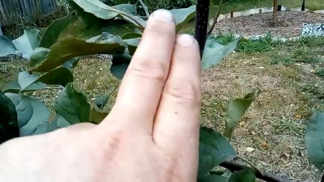 Обрезка саженцев плодовых деревьев (яблоня, груша, слива) после посадки смотреть онлайн