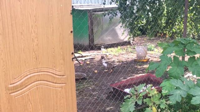 Утка ест Лягушку смотреть онлайн
