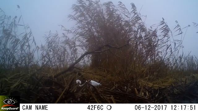 Большая белая цапля (Ardea alba). смотреть онлайн