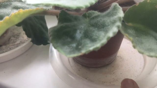 Какими удобрениями для цветов я пользуюсь. смотреть онлайн