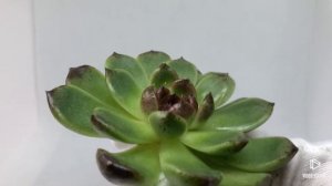 Echeveria Black Rose