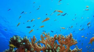 Морской мир. HD Видео.