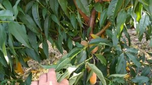 Инжирный персик- одно разочарование./ Рекордсмены персикового сезона 2021г.