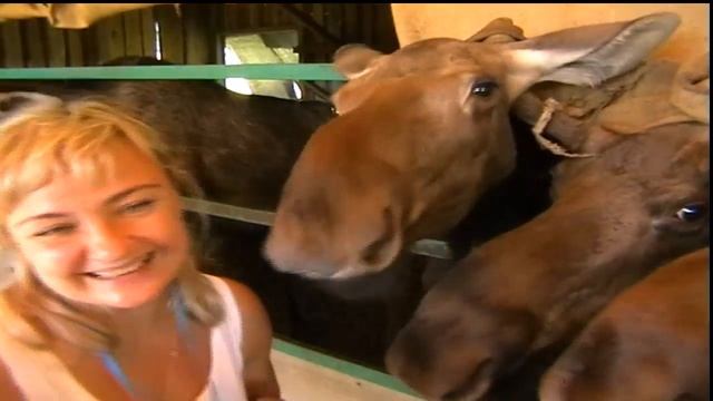 Сумароковская лосиная ферма Экскурсия Поцелуй с лосями смотреть онлайн