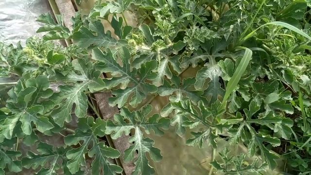 Правильная ФОРМИРОВКА Дынь и Арбузов!! ??В теплице и ог! Не начинайте, пока не посмотрите видео!!! смотреть онлайн