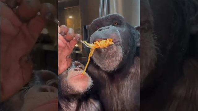 Макароны по-обезьяньи смотреть онлайн