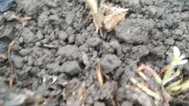 Саженцы клубники через неделю после посадки смотреть онлайн