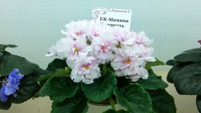 ВЫСТАВКА ФИАЛОК 8-13 июля,Самарский Дом фиалки. смотреть онлайн