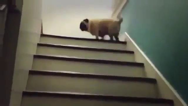 мОПС поднимается по лестнице. ЭТО МОЖНО СМОТРЕТЬ ВЕЧНО!!! смотреть онлайн