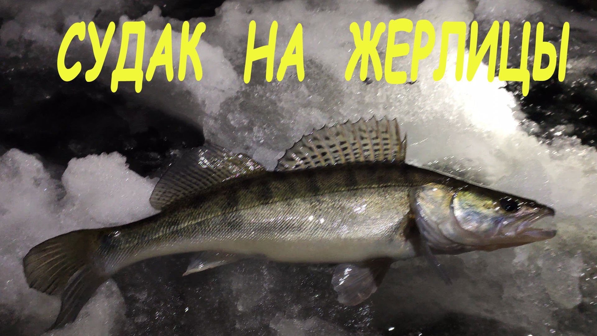 Судак на жерлицы. Рыбалка зимой. смотреть онлайн