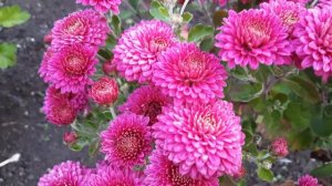 Корейская хризантема Кавказская пленница