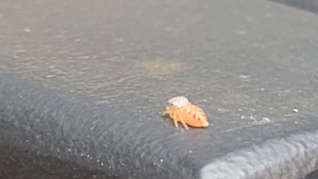 Pump Faking a Jumping Spider смотреть онлайн