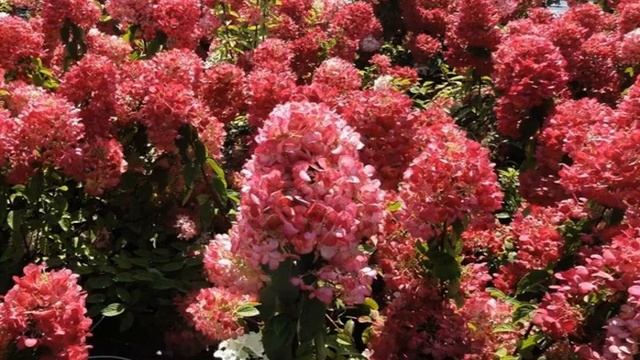 Гортензия Даймонд Руж: как выращивать в открытом грунте, особенности сорта смотреть онлайн