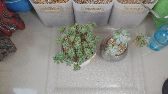 다육이 공중뿌리?공중뿌리 관리하는법(succulent, 多肉植物) смотреть онлайн
