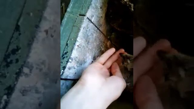 Сойки смотреть онлайн