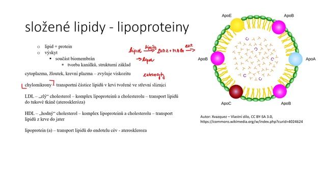 Lipidy IV - fosfolipidy, glykolipidy, lipoproteiny a mýdla смотреть онлайн