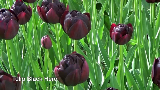 Tulip Black Hero - Tulip Bulbs From Holland