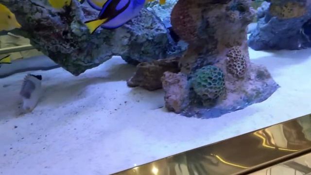 Fish tank , the mall Athens смотреть онлайн