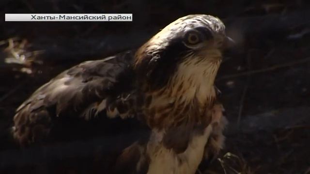 «Птица года» поселилась в окрестностях Ханты-Мансийска