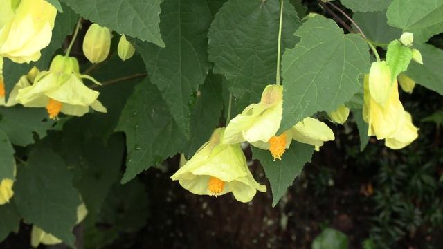 Flowering Maple Canon HF-G50 4K смотреть онлайн