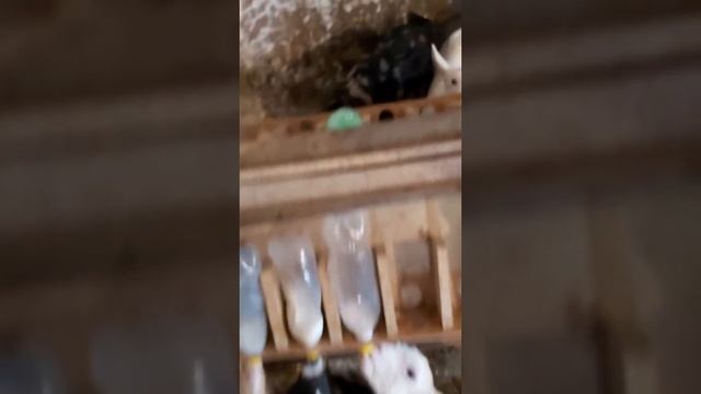 Козлята пьют молоко из кормушки смотреть онлайн