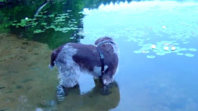 Spinone Vs. Fish