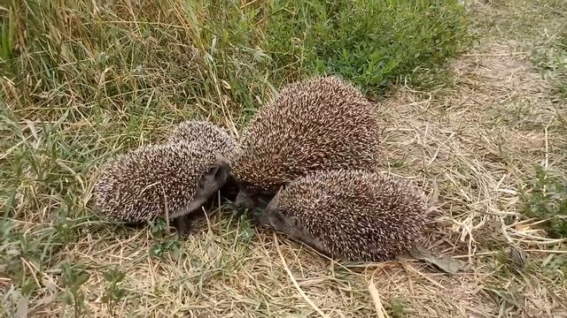 Смешные ёжики фыркают, прыгают и убегают смотреть онлайн
