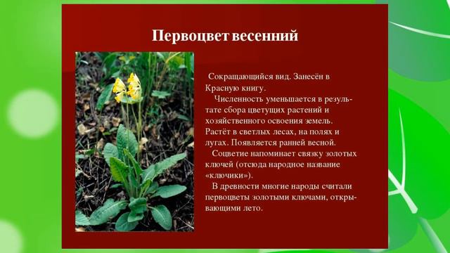 Первоцветы в Кавказском заповеднике смотреть онлайн