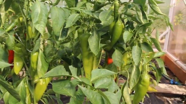 ВСЕ КУСТЫ УВЕШАНЫ ПЕРЦЕМ! КАК ПОЛУЧИТЬ ТАКОЙ УРОЖАЙ ИЗ МАГАЗИННОГО ПЕРЦА. смотреть онлайн