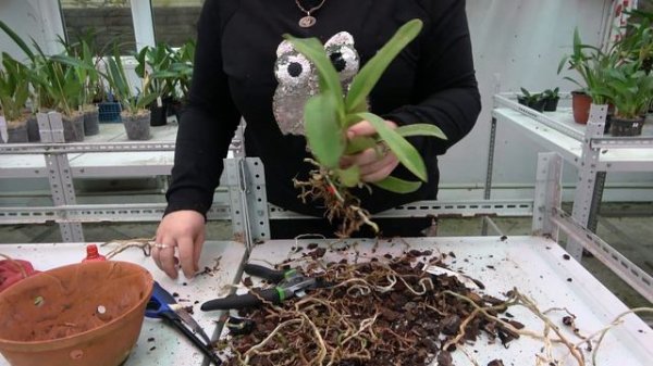 Деление каттлеи.