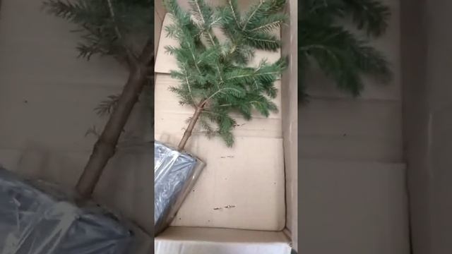 "Ёлки-палки" ? Вот так покупка ? Голубая ель КЕЙБАБ ??? смотреть онлайн